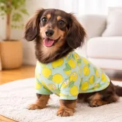 Lサイズ　レモン柄　犬服　ペットウェア　袖あり　防寒　冷え対策　ドッグウェア　猫