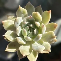 雙花 多肉植物 エケベリア