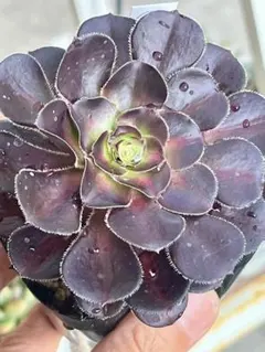 韓国苗 多肉植物 アエオニウム サンセット 抜き苗のサムネイル