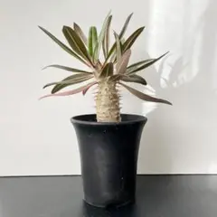 2026年最新】グラキリス 実生の人気アイテム - メルカリ