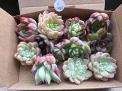 と*こ様 No.e441人気品種　エケベリア　詰め合わせ　多肉植物　撮影12月1