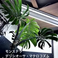 2026年最新】モンステラマクロコズムの人気アイテム - メルカリ