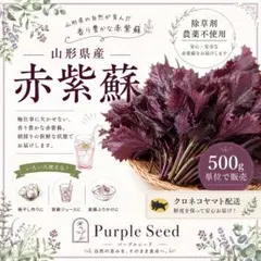山形県産　赤紫蘇　500g 朝採り　農薬不使用　除草剤不使用　朝採り新鮮のサムネイル