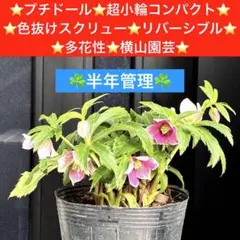 N*園様 203☘️2年間管理株☘️タグ付☘️超レア☘️⭐️BELCHERI⭐P m*i様 291☘️2年半管理株☘️タグ付☘️超レア☘️⭐️BELCHERI⭐P