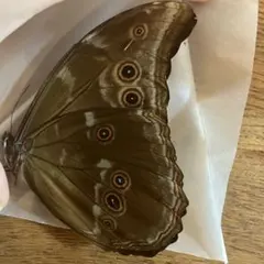 （プロフ必須）空の夢Soraru様専用！ディディウスモルフォその2