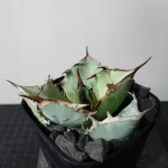 2026年最新】アガベ 鉢の人気アイテム - メルカリ