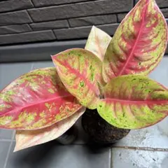 蜂蜜ぷりんAglaonema pangkawatee 蜂蜜ぷりん様専用Aglaonema pangkawatee - メルカリ