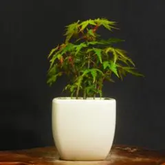 lohengrin様 リクエスト 2点 まとめ商品