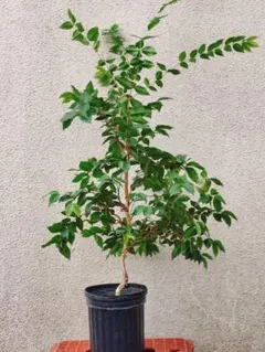 2025年最新】ジャボ 四季の人気アイテム - メルカリ