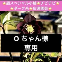 Oちゃん様専用　クリスマスローズ　ポット発送