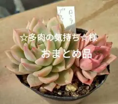 ☆多肉の気持ち☆様 リクエスト 2点 まとめ商品