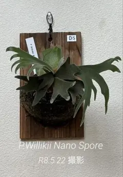 P.sp（'Majus'HK mix spore） 法花園 ビカクシダ - メルカリ