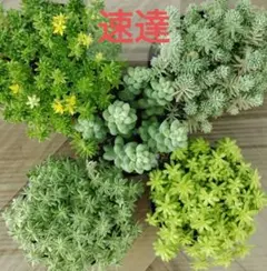 〈速達〉セダム抜き苗セット 斑入りパリダム ビアホップ 万年草 多肉 寄せ植えのサムネイル
