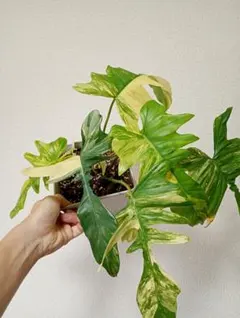 超絶希少 フィロデンドロン　ブラウン　ビューティー斑入り 超絶希少 フィロデンドロン ブラウン ビューティー斑入り