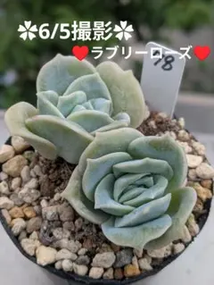 88♥七福神♥ 根あり 抜き苗 多肉植物 - メルカリ