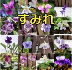 《可愛い小花》花の種 スミレ ミックス 35粒 すみれ 多年草 山野草