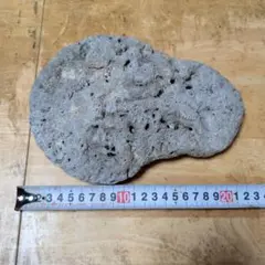 珊瑚の死骸 海水鑑賞用 ライブロック デスロック 置物3 - メルカリ