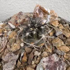 コピアポア　デュラ　実生のサムネイル