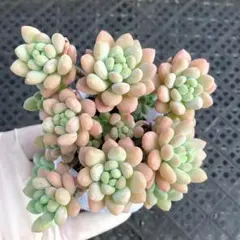 NEW❗️578多肉植物 エケベリア ロココ 抜き苗 寄せ植え 4苗セット