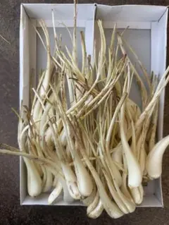 ☆新鮮☆島らっきょう(伊江島産)500g☆ - メルカリ