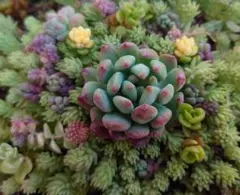 【ブルーエルフカット１苗＆パリダム30カットと他セダム】多肉植物　セダム