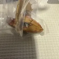 モンスターハンターワイルズ 一番くじ C賞 モンスターヘッドマグネット 3種