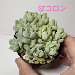 ㉒コロン★beehouseのサムネイル