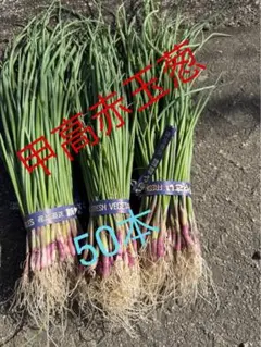 2026年最新】タマネギ苗の人気アイテム - メルカリ