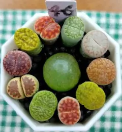 2025年最新】ブルゲリの人気アイテム - メルカリ