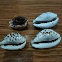ホシダカラ　４個セット 天然貝殻
