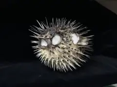 超特大ふぐふぐ提灯福膨らむふぐ河豚ハリセンボン疫病退散祈願 超特大ふぐふぐ提灯福膨らむふぐ河豚ハリセンボン疫病退散祈願