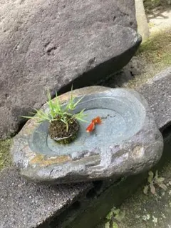 石鉢 水鉢 花器 メダカ鉢 金魚鉢 つくばい 庭石 自然石 - メルカリ