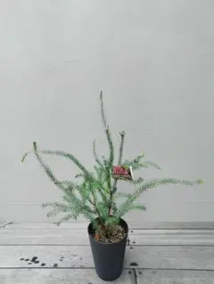 【希少】バンクシア ヌタンス　オージープランツのサムネイル