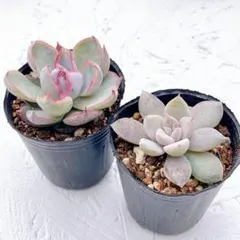 2025年最新】おらいさん苗 華切子の人気アイテム - メルカリ