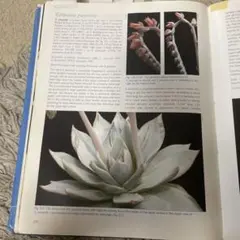 エケベリア　臼田ピーコッキー　優秀な遺伝子を持つ希少原種　多肉植物のサムネイル