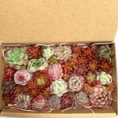 多肉植物チビカット苗(訳あり)ちまちま寄せ植えセット