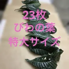 1.びわの葉　農薬不使用　23枚　205g 特大サイズ