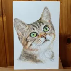色鉛筆画　手描き　仔猫