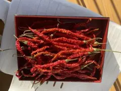 激辛唐辛子の種100粒线椒种子