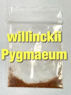 2025年最新】e-1 ビカクシダの人気アイテム - メルカリ