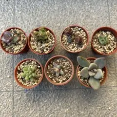 てんてん様 リクエスト 2点 まとめ商品