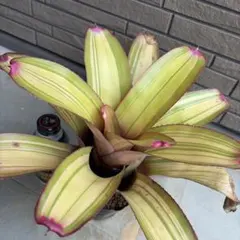 珍品　子株販売　Neoregelia'Bahiana Babe'BCR14672 珍品 子株販売 Neoregelia'Bahiana Babe'BCR14672 - メルカリ