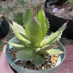 肉まんじゅう様 リクエスト 2点 まとめ商品