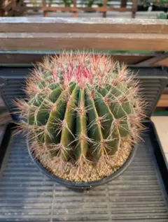 文鳥丸 サボテン フェロカクタス 多肉植物 大株 貴重株 - メルカリ