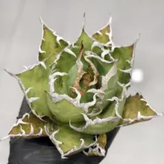 アガベ　海王親株　メルカリ便 アガベ チタノタ 海王 親株 - メルカリ