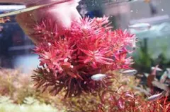 ロタラインレー　1束　アクアリウム　水草　ADAのサムネイル