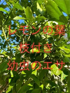 P1500541.jpg ハマセンダンの葉： 小葉2200枚 （アゲハ類のエサ）