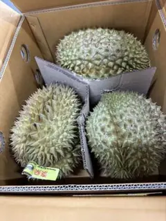 タイ産火山ドリアン 樹熟 大玉1玉【7/10発送 7/9通関】のサムネイル
