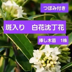 ayasama.61様 リクエスト 2点 まとめ商品