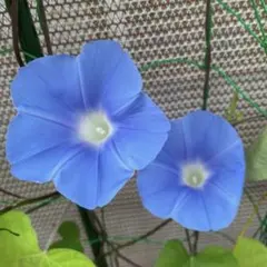 原坊の朝顔の種 30粒　青色のサムネイル